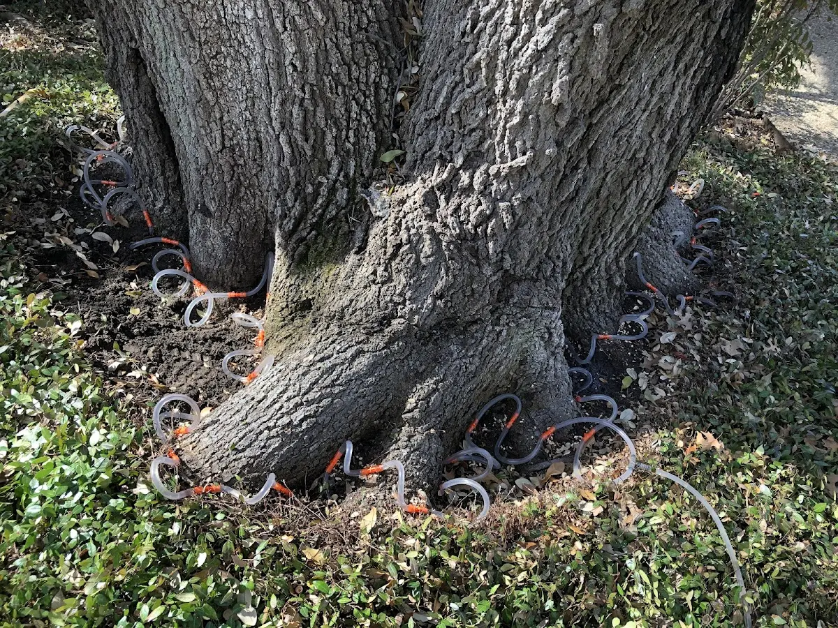 Detailed Tree Cabling and Bracing job site in West Chatham