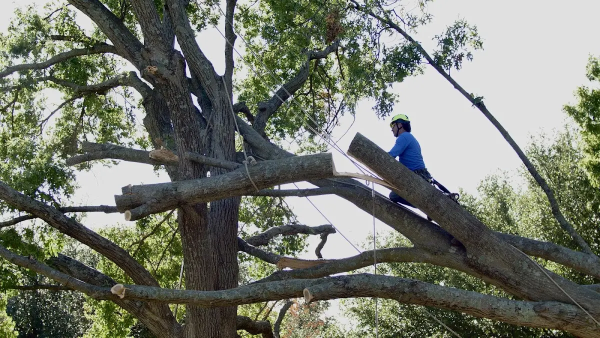 Professional Crown Thinning performed by certified arborists in West Chatham