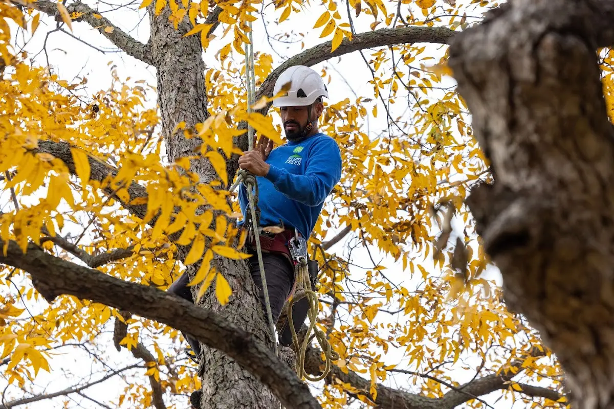 Skilled Tree Pruning crew working in West Chatham