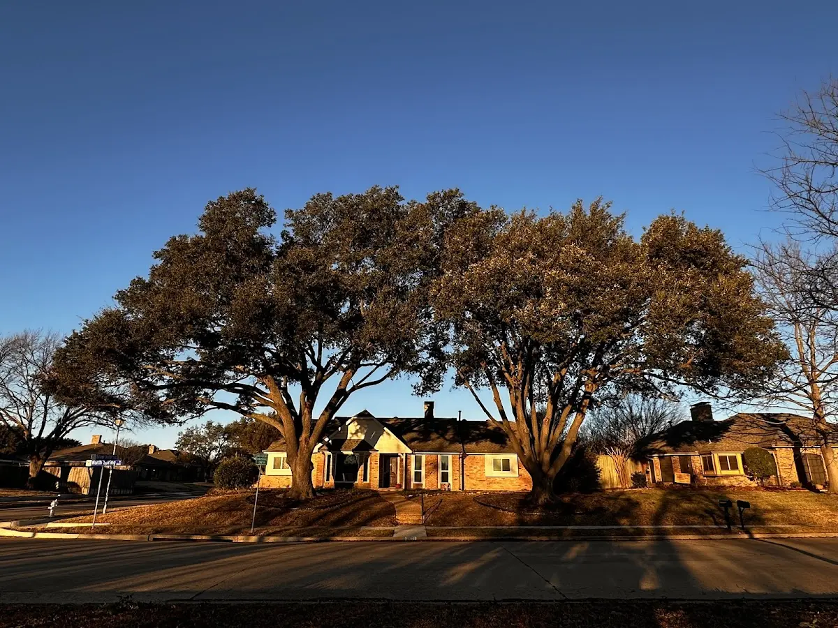 Established residential canopy tree shading a home in West Chatham